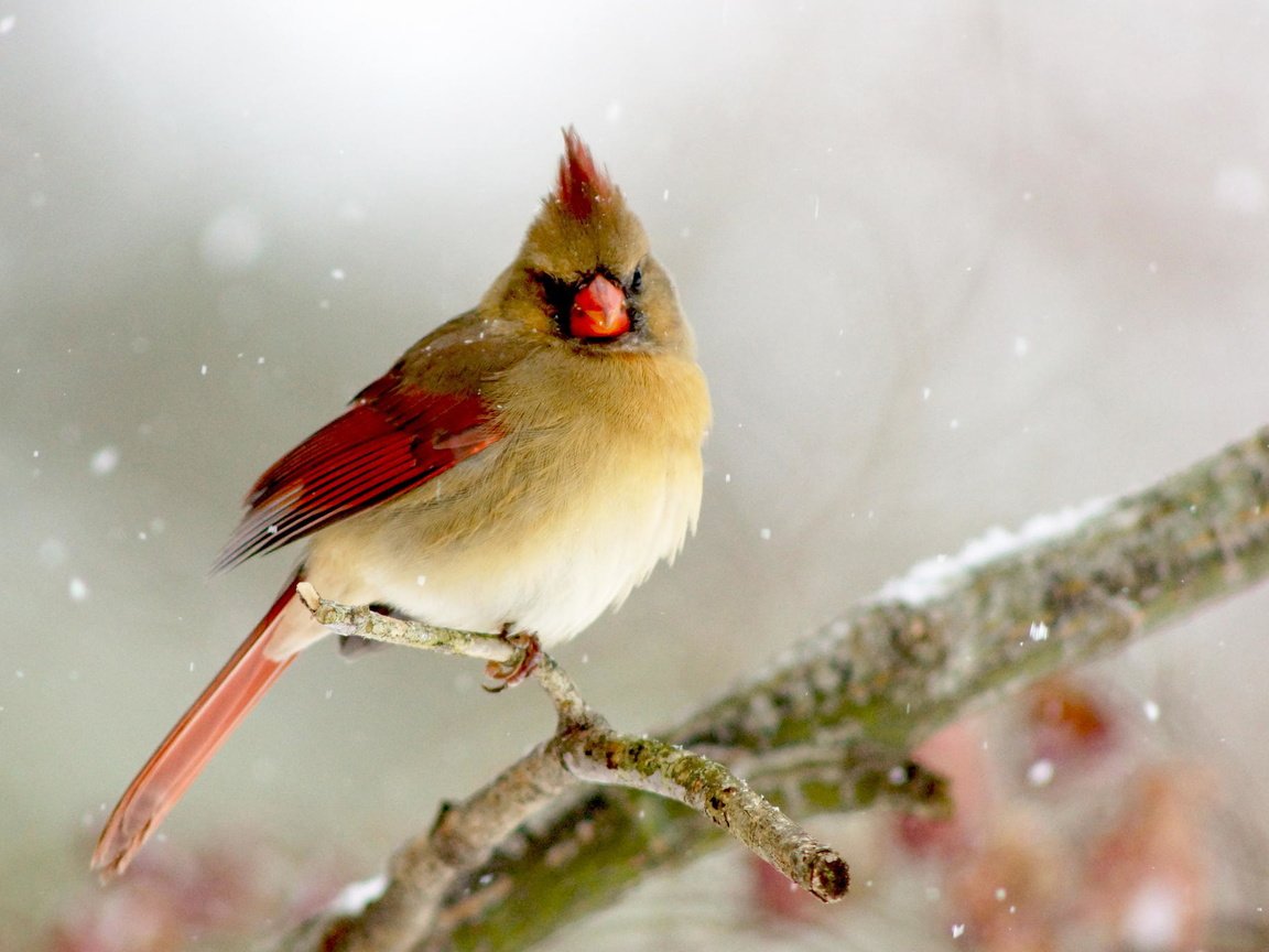 Обои ветка, зима, птица, кардинал, птаха, branch, winter, bird, cardinal разрешение 2048x1365 Загрузить