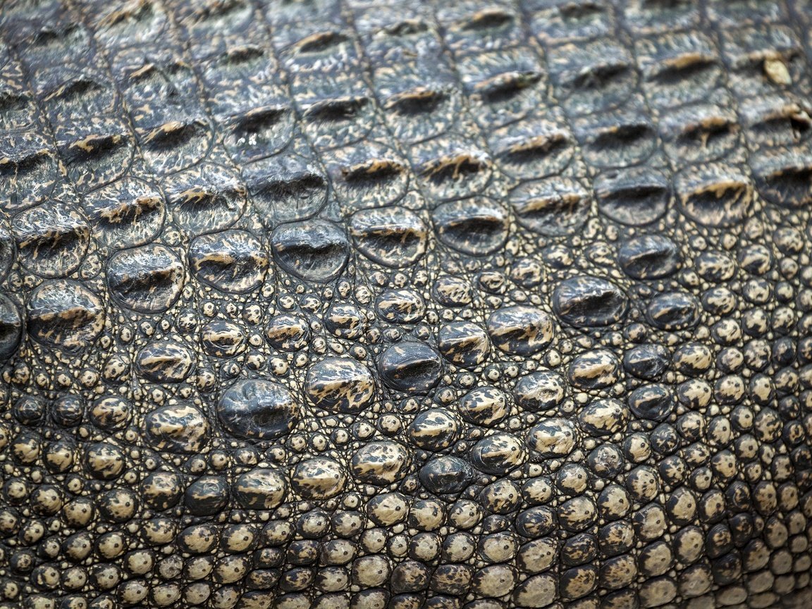 Обои кожа, крокодил, етекстура, кожи, leather, crocodile, texture, skin разрешение 2880x1918 Загрузить