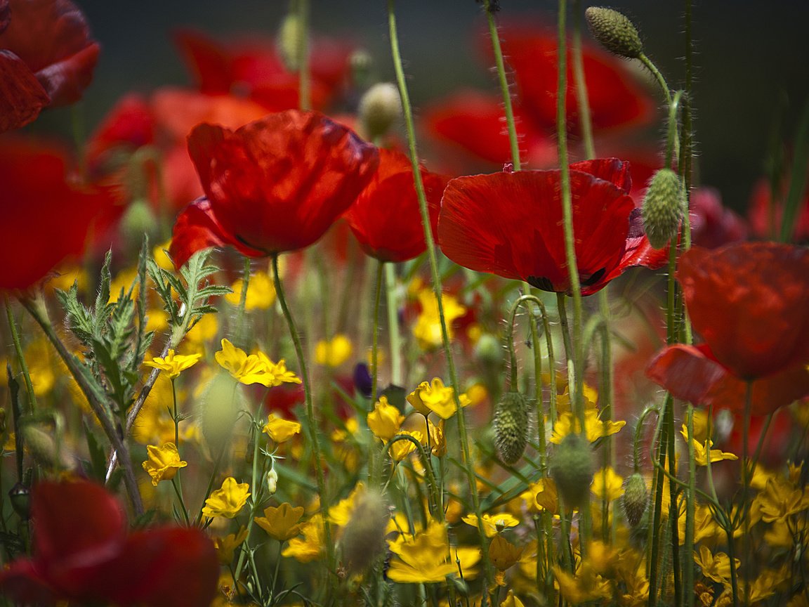 Обои цветы, поле, лепестки, луг, мак, flowers, field, petals, meadow, mac разрешение 2048x1531 Загрузить