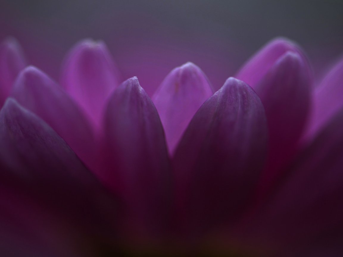 Обои цветы, макро, лепестки, фиолетовые, хризантема, flowers, macro, petals, purple, chrysanthemum разрешение 2048x1135 Загрузить