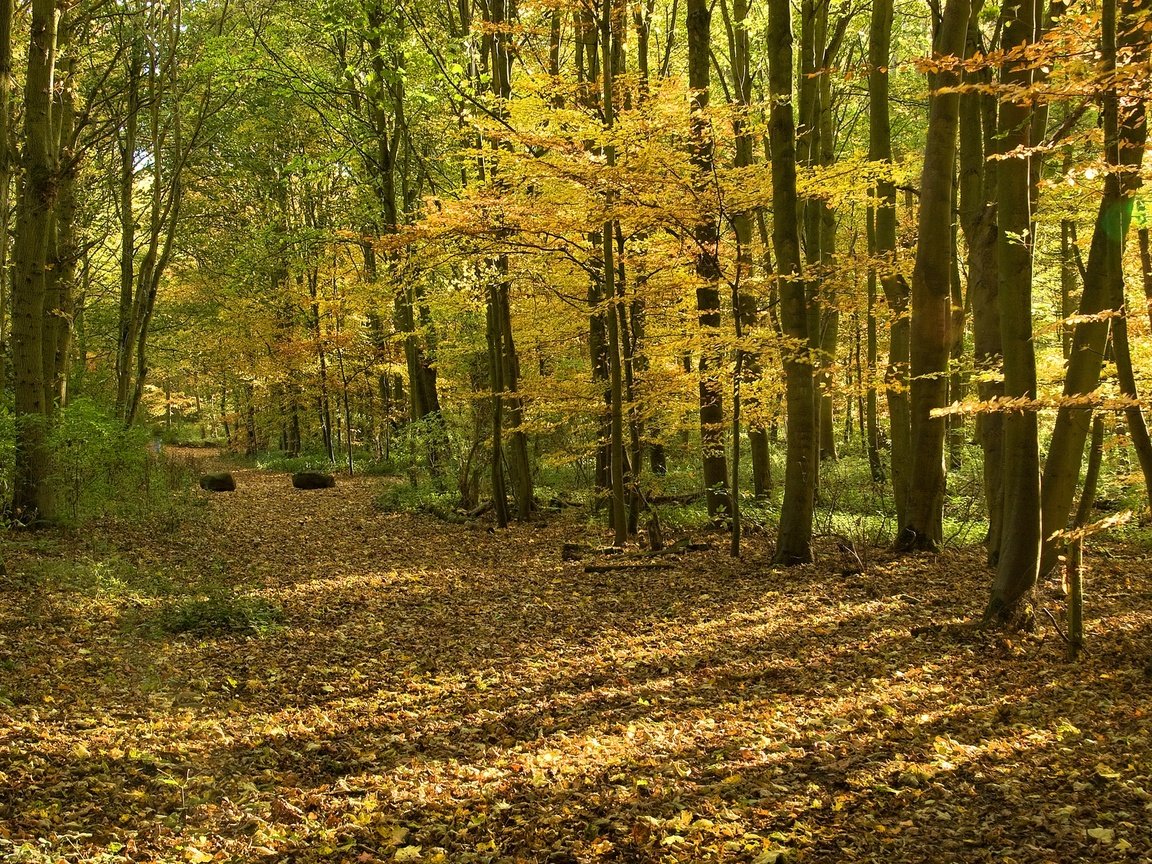 Обои дорога, деревья, природа, лес, парк, осень, road, trees, nature, forest, park, autumn разрешение 1920x1237 Загрузить