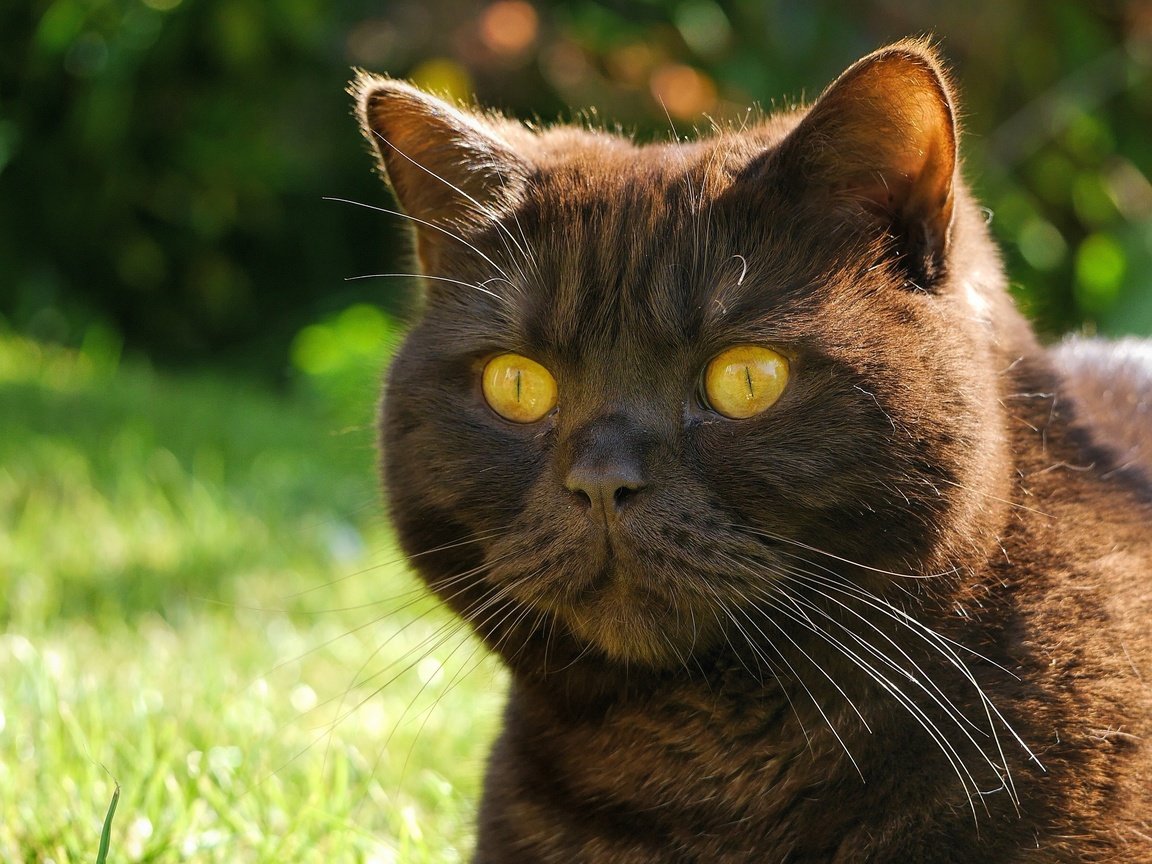 Обои глаза, морда, кот, усы, кошка, взгляд, черный кот, eyes, face, cat, mustache, look, black cat разрешение 3600x2246 Загрузить