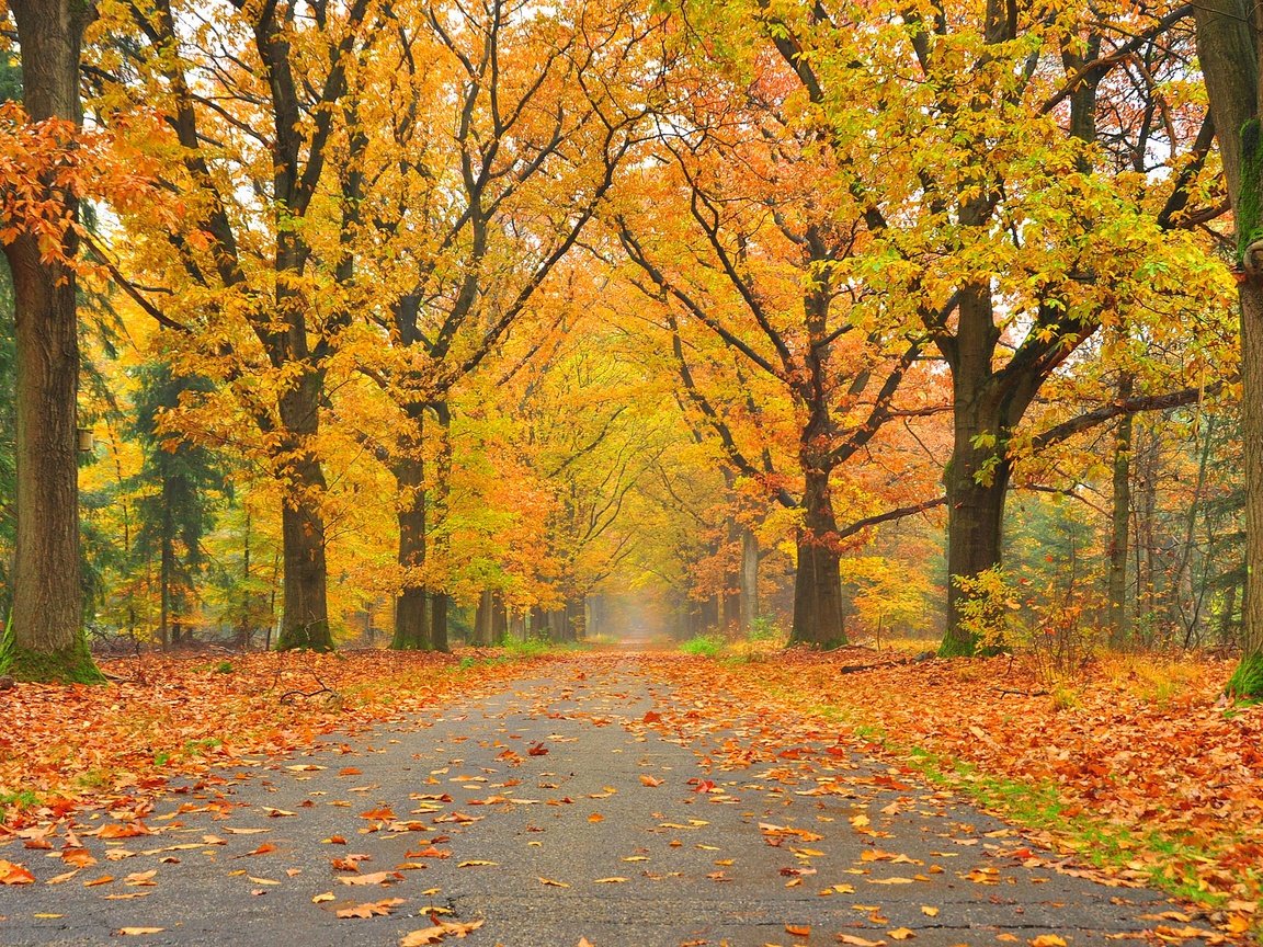 Обои дорога, деревья, пейзаж, парк, осень, осенние листья, road, trees, landscape, park, autumn, autumn leaves разрешение 2800x1824 Загрузить