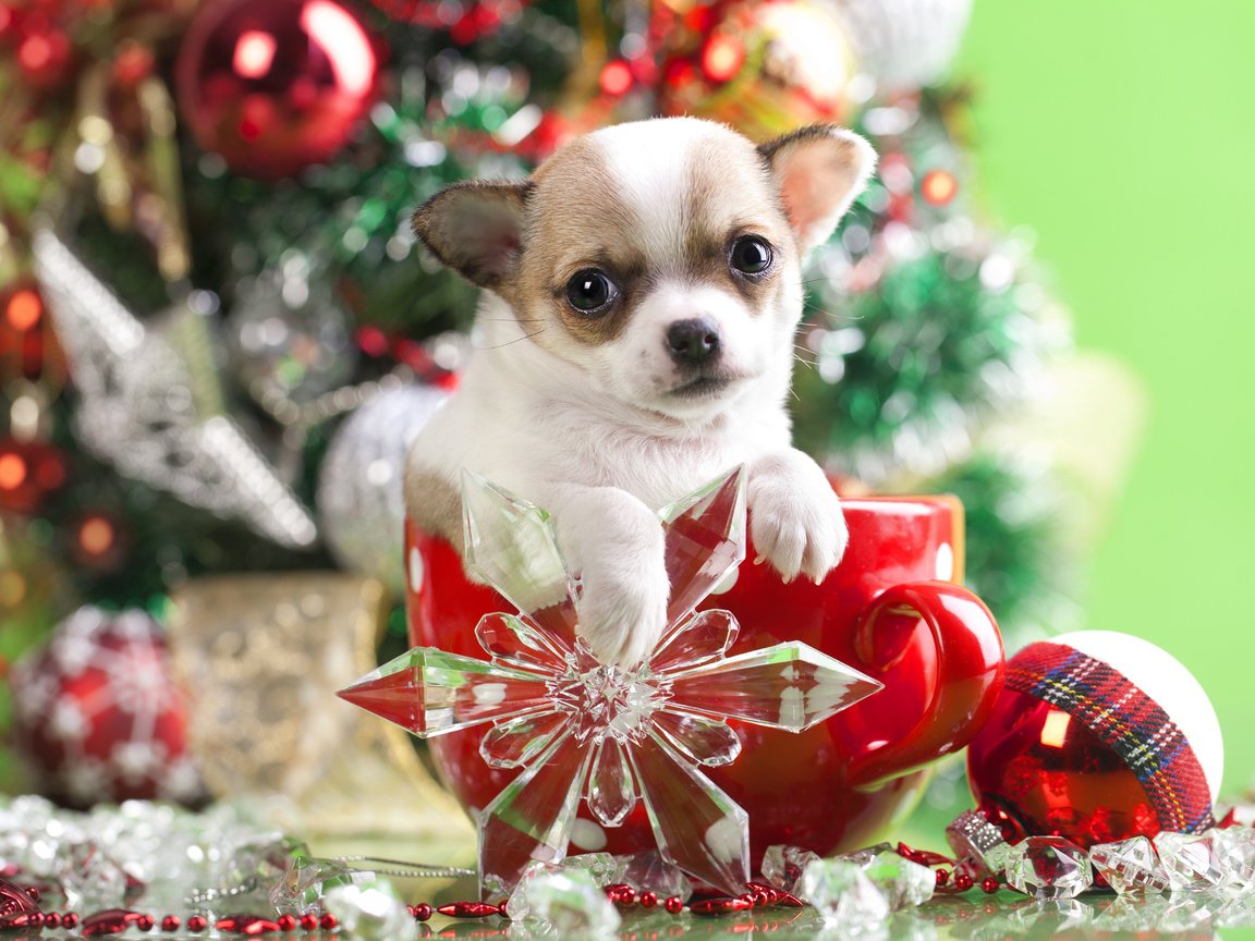 Обои новый год, шарик, украшения, снежинка, мордочка, чихуахуа, взгляд, собака, щенок, кружка, песик, new year, ball, decoration, snowflake, muzzle, chihuahua, look, dog, puppy, mug, doggie разрешение 5052x3510 Загрузить