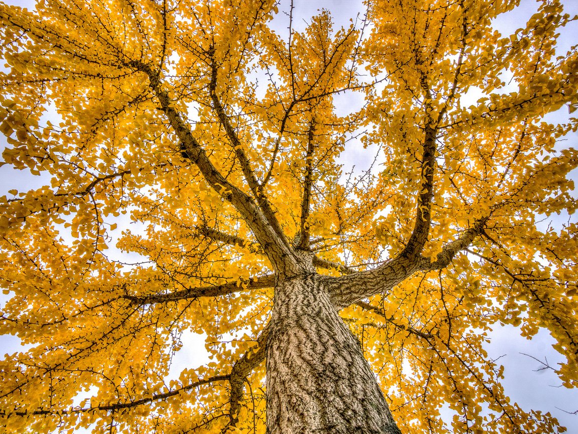 Обои деревья, природа, осень, trees, nature, autumn разрешение 2048x1361 Загрузить