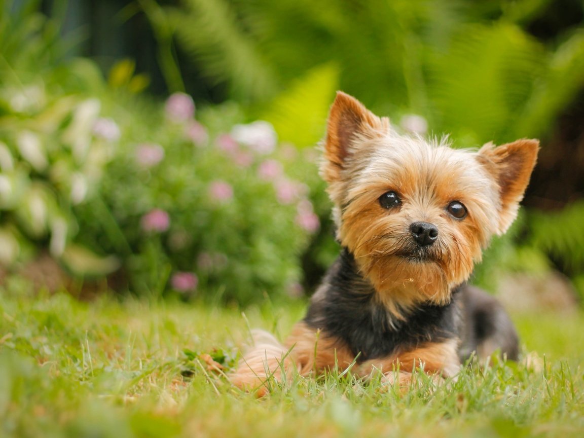 Обои взгляд, собака, йорк, йоркширский терьер, look, dog, york, yorkshire terrier разрешение 4272x2648 Загрузить