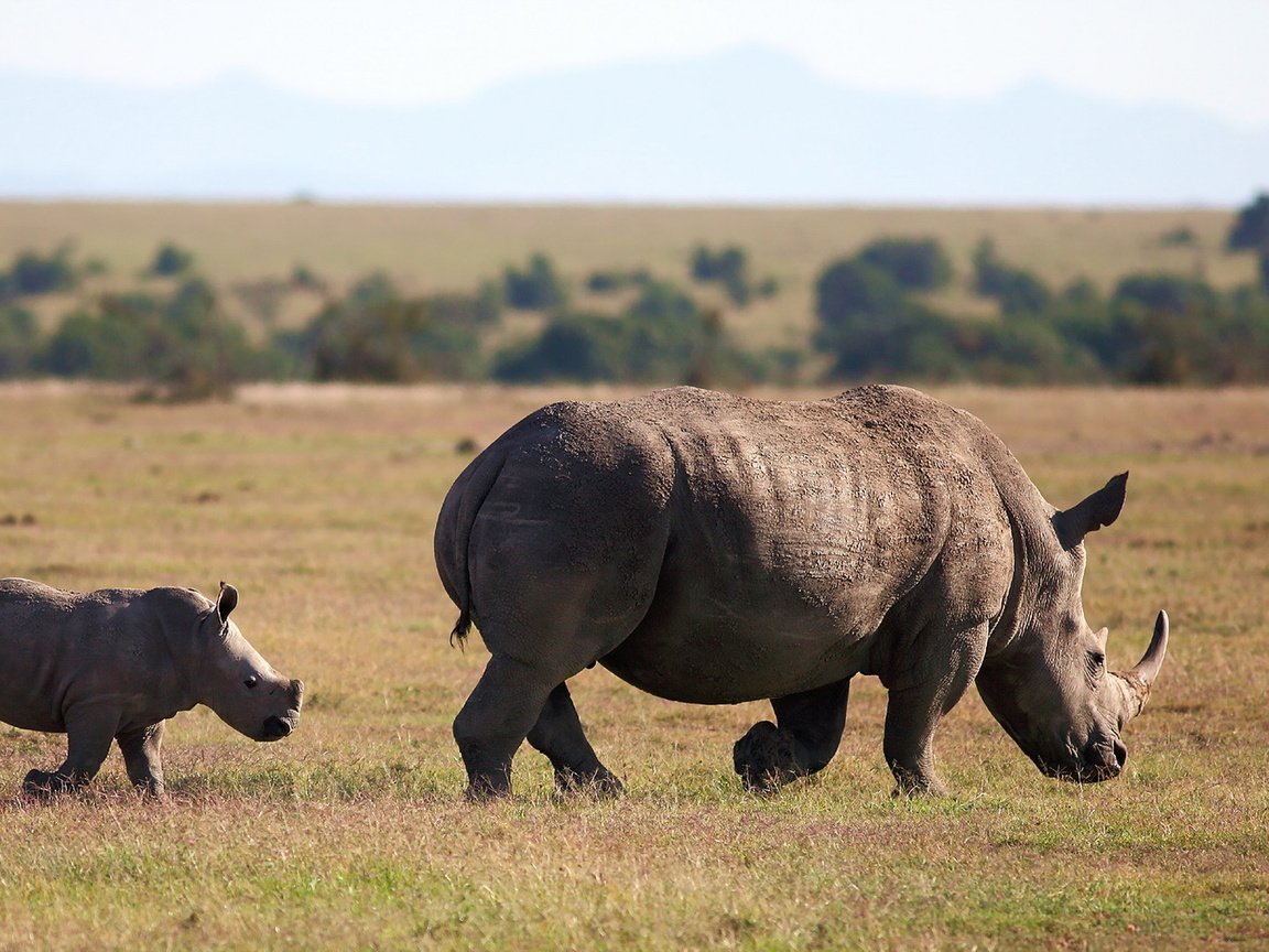 Обои животное, follow me, square-lipped rhinoceros, white rhinoceros, носороги, белый носорог, animal, rhinos, white rhino разрешение 1920x1080 Загрузить