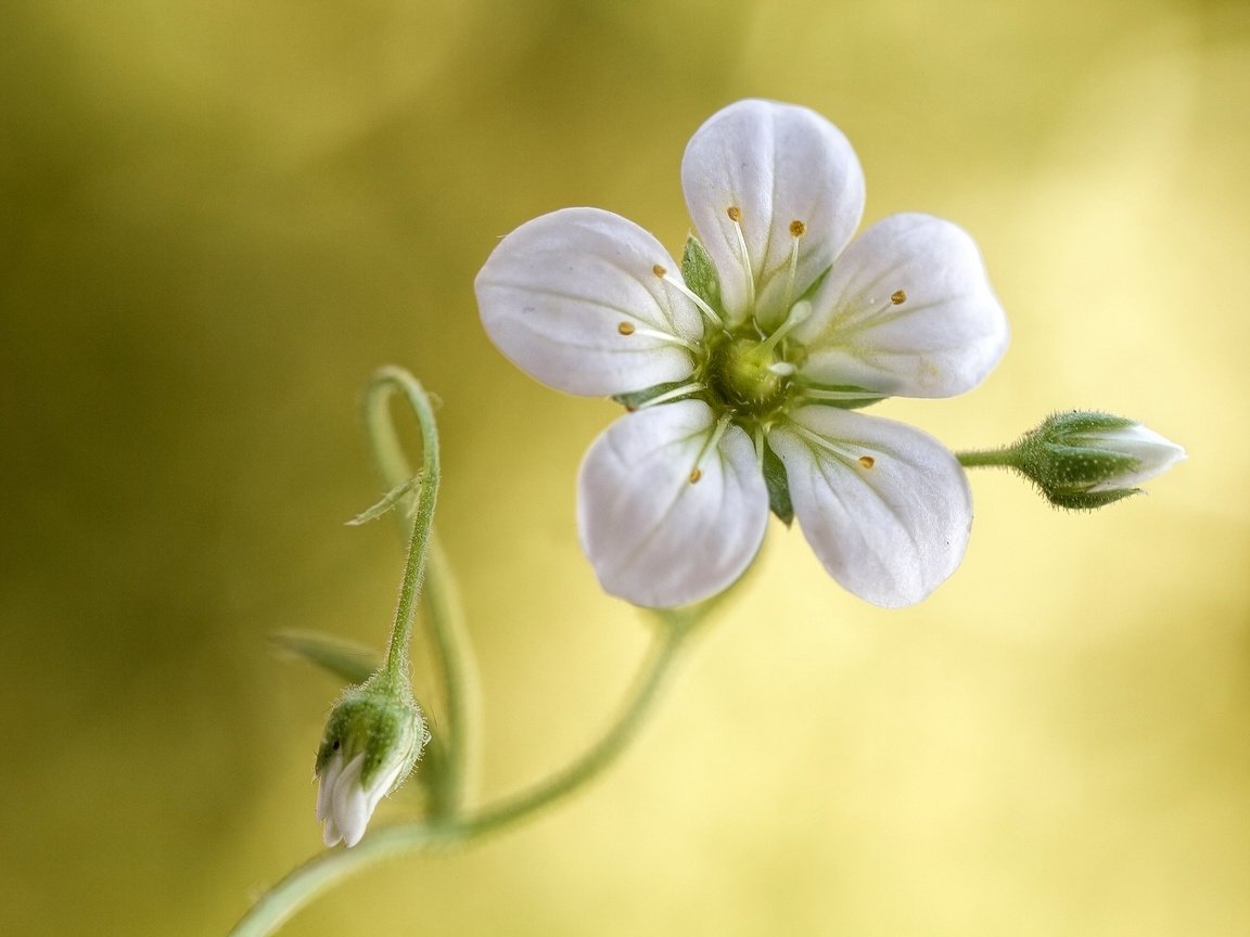 Обои фон, цветок, лепесток, стебель, камнеломка, тычинка, background, flower, petal, stem, saxifrage, stamen разрешение 2048x1366 Загрузить