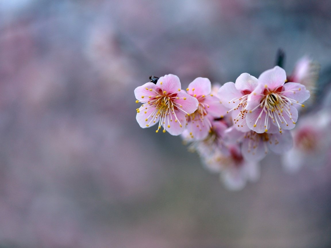Обои цветы, ветка, фон, розовые, сакура, flowers, branch, background, pink, sakura разрешение 2048x1367 Загрузить