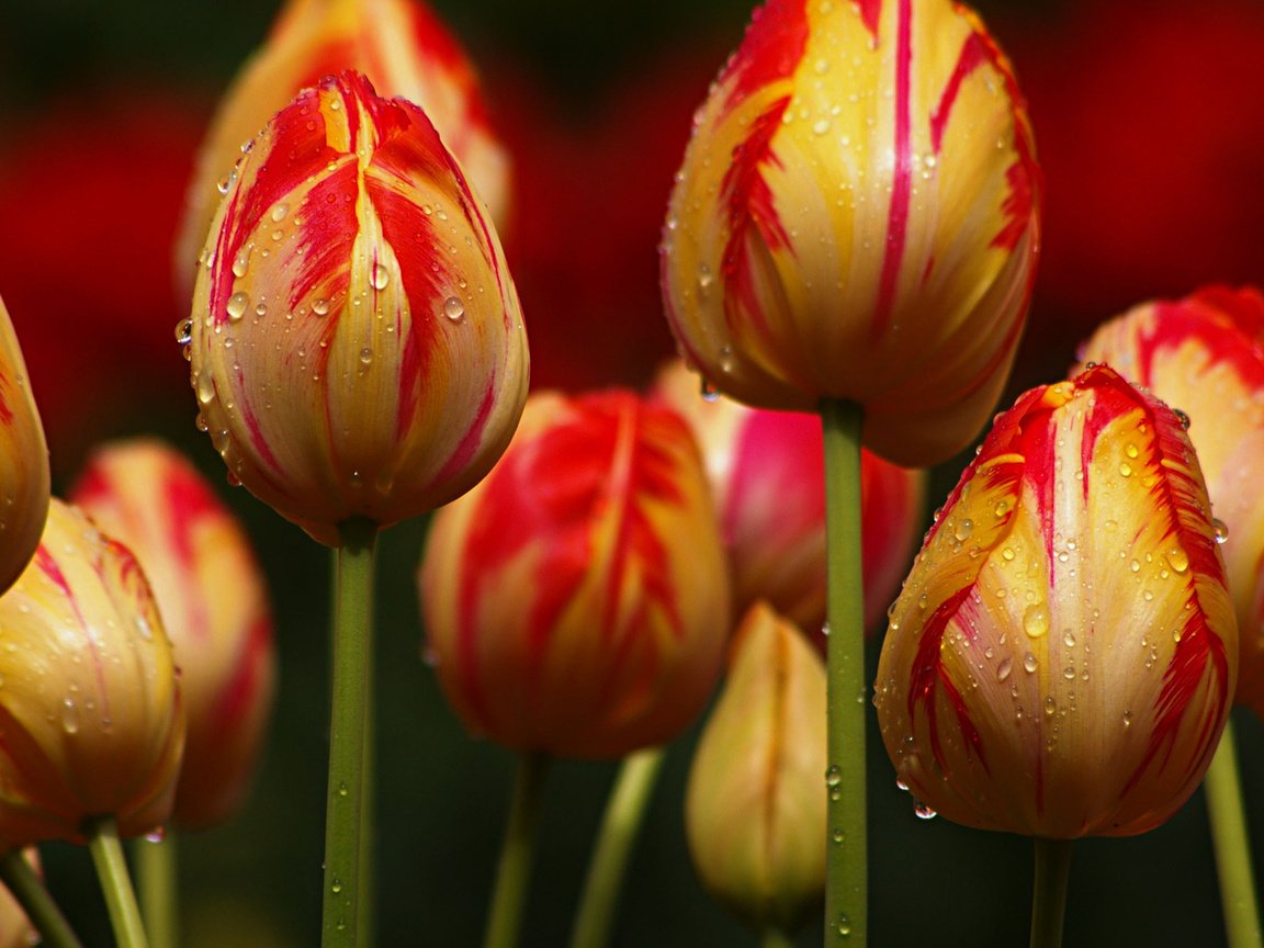 Обои цветы, бутоны, капли, тюльпаны, flowers, buds, drops, tulips разрешение 1920x1080 Загрузить