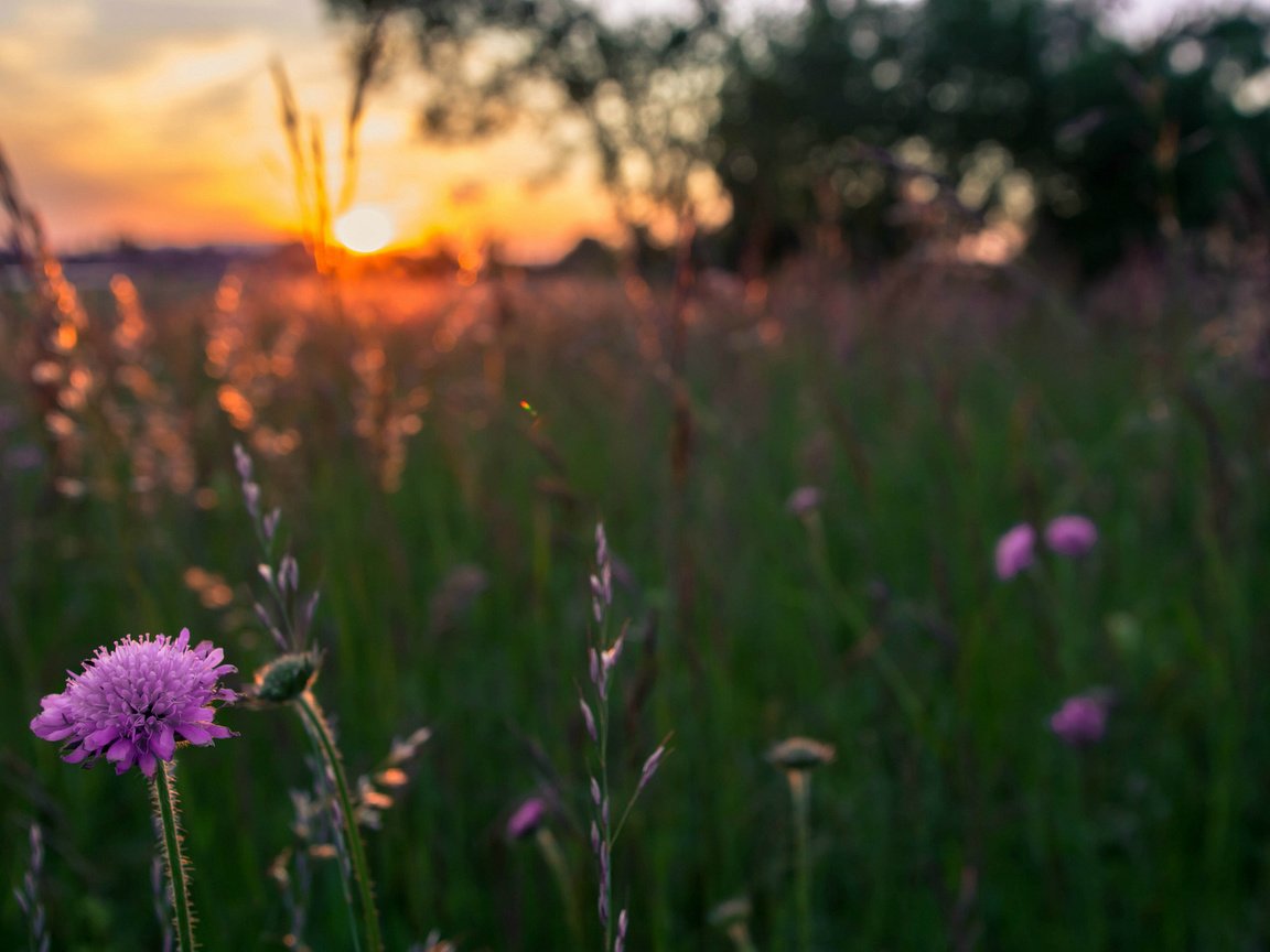 Обои цветы, трава, вечер, солнце, закат, поле, сиреневые, flowers, grass, the evening, the sun, sunset, field, lilac разрешение 1920x1200 Загрузить