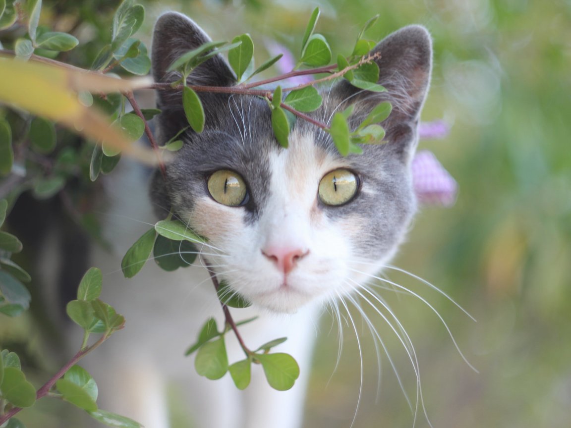 Обои глаза, кот, лето, кошка, взгляд, eyes, cat, summer, look разрешение 2048x1365 Загрузить