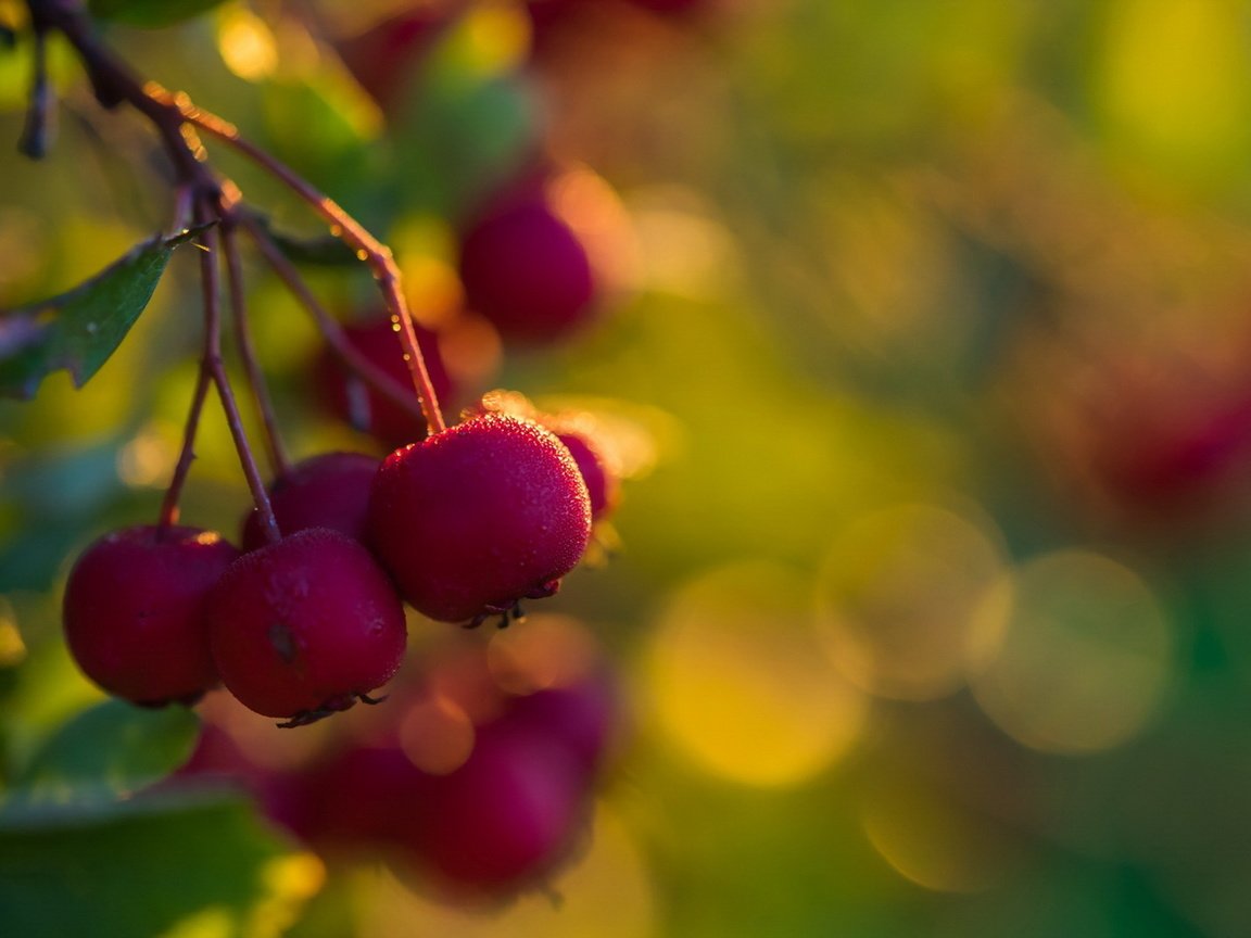 Обои природа, фон, ягода, боярышник, nature, background, berry, hawthorn разрешение 1920x1081 Загрузить