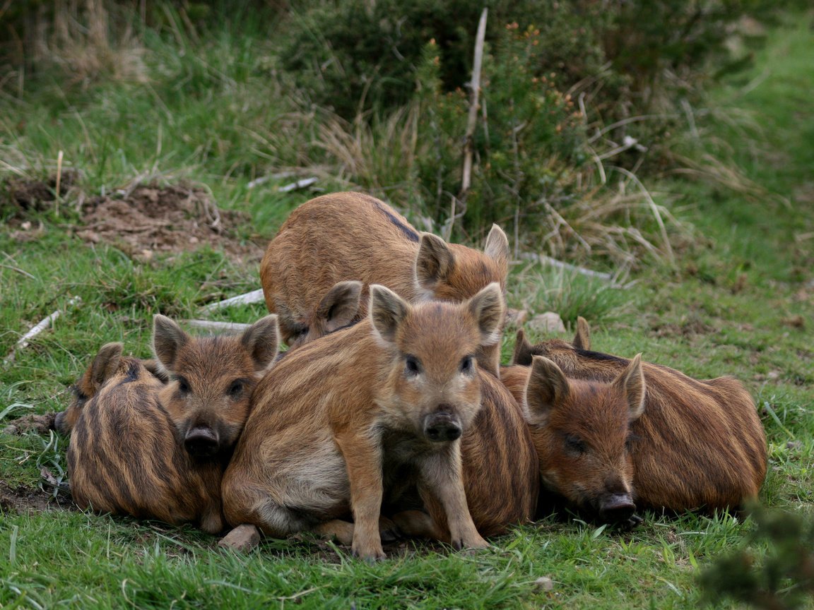 Обои дикая природа, кабаны, поросята, wildlife, boars, pigs разрешение 1920x1200 Загрузить