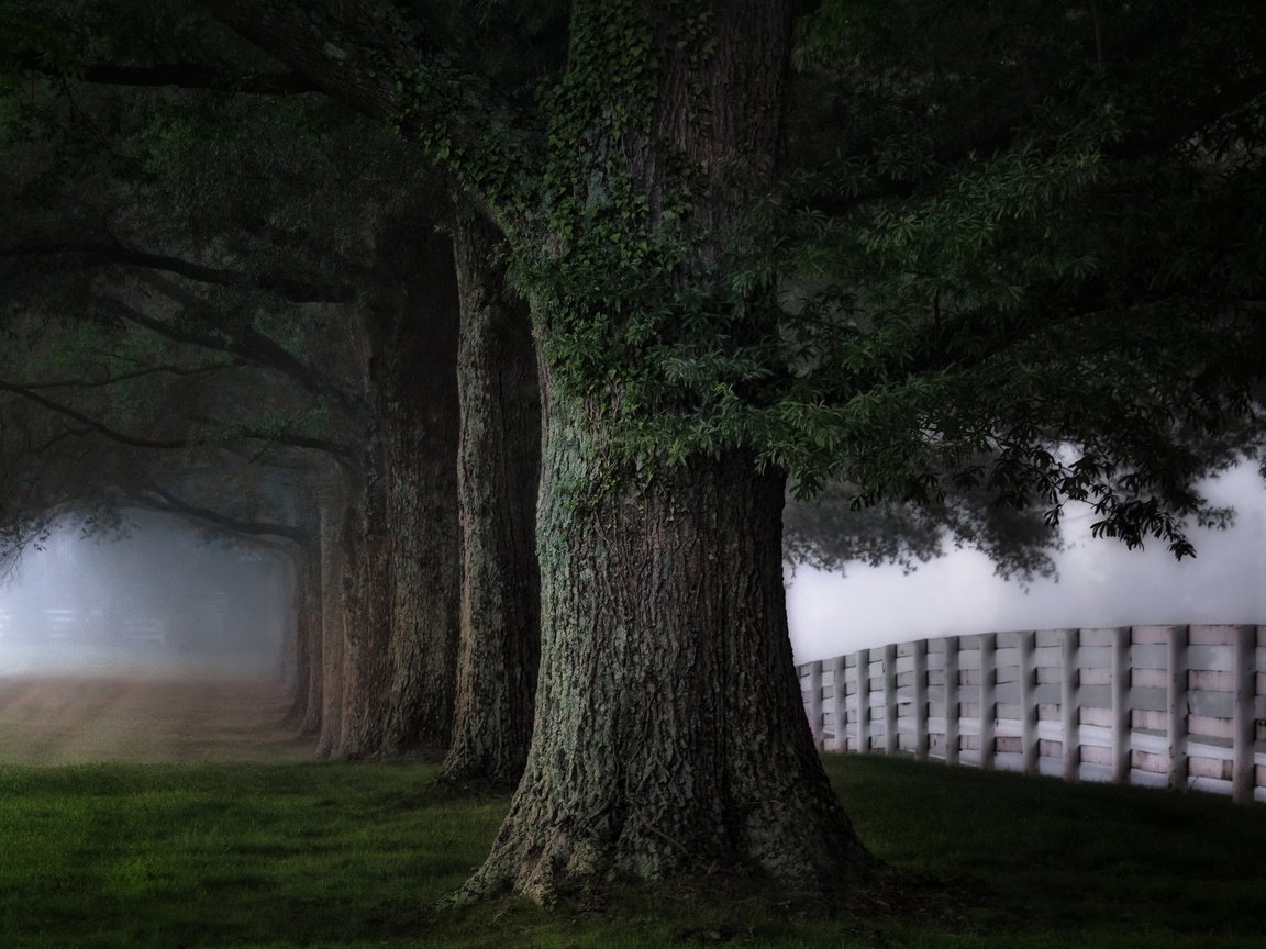 Обои деревья, природа, пейзаж, туман, стволы, забор, ограда, trees, nature, landscape, fog, trunks, the fence, fence разрешение 2048x1365 Загрузить