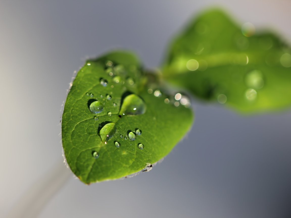 Обои вода, листья, зелёный, макро, фон, капли, серый, капли воды, water, leaves, green, macro, background, drops, grey, water drops разрешение 5184x3456 Загрузить