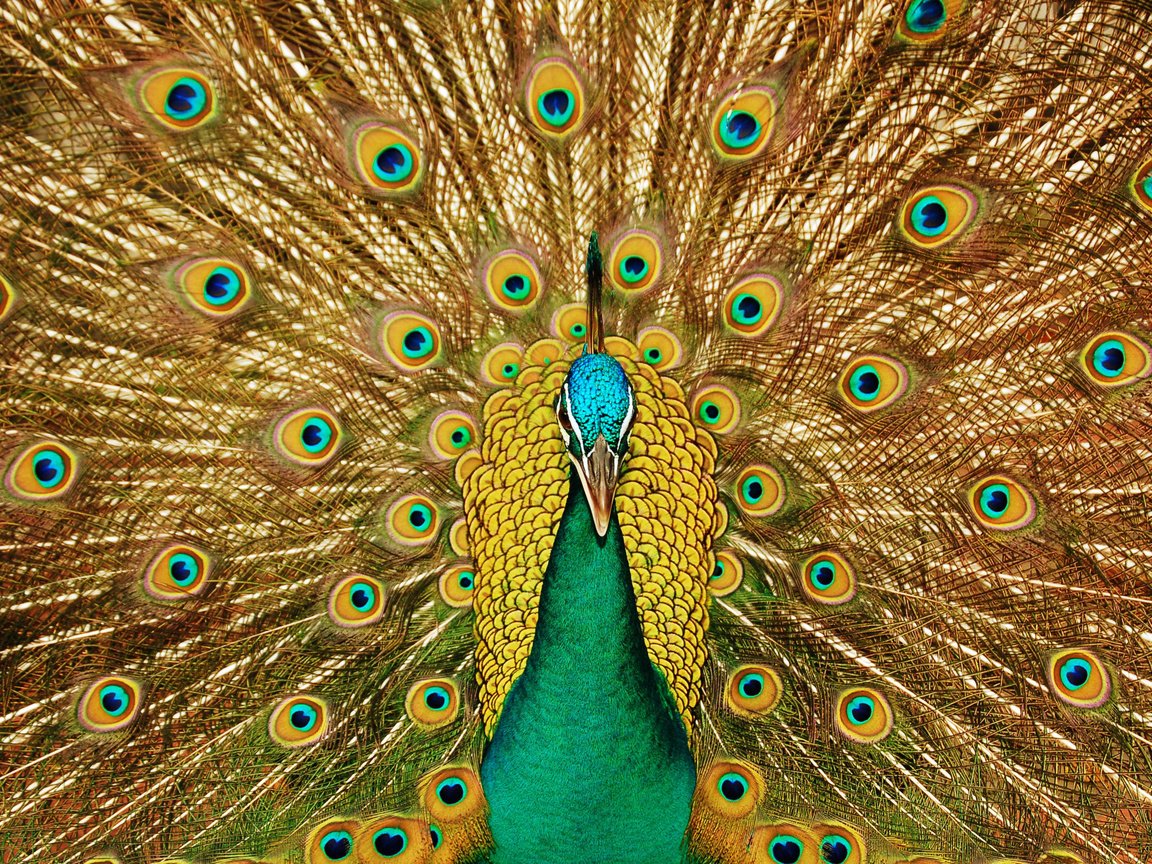 Обои взгляд, узоры, птица, клюв, павлин, красивый, хвост, look, patterns, bird, beak, peacock, beautiful, tail разрешение 3008x1899 Загрузить