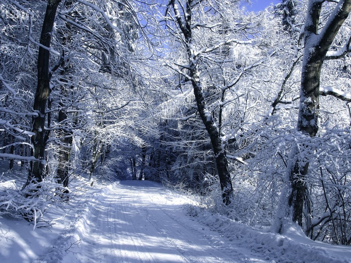 Обои дорога, деревья, снег, зима, пейзаж, холод, автор, janek sedlar, road, trees, snow, winter, landscape, cold, author разрешение 1920x1274 Загрузить