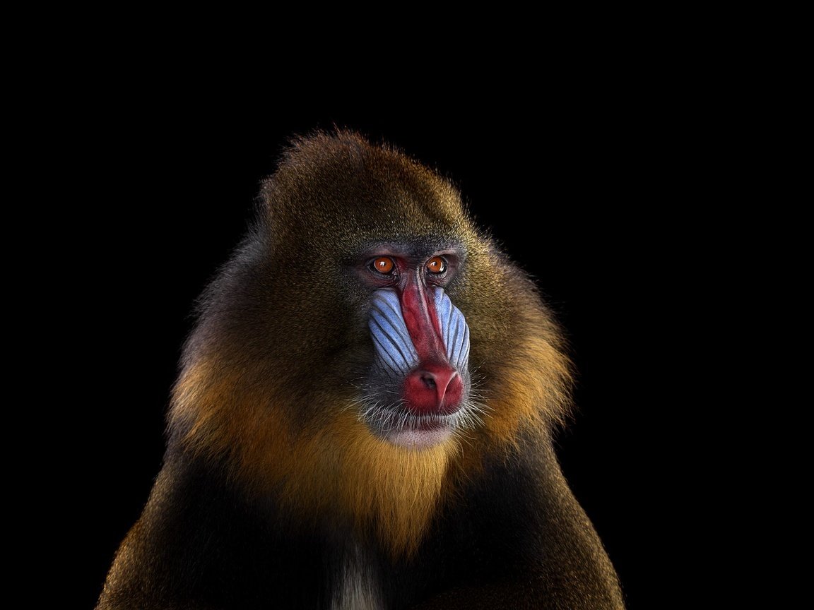 Обои фон, взгляд, обезьяна, мандрил, background, look, monkey, mandrill разрешение 1920x1288 Загрузить