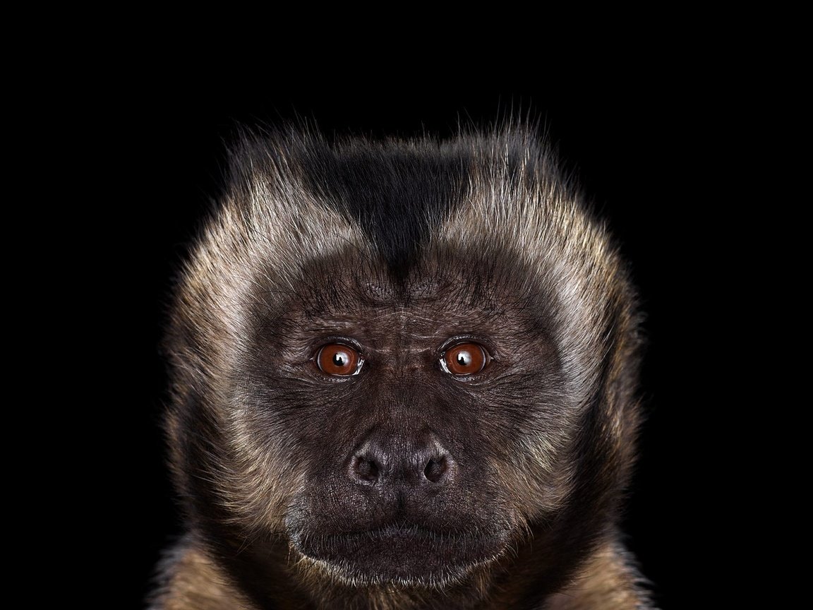 Обои фон, взгляд, черный фон, обезьяна, примат, capuchin monkey, капуцин, background, look, black background, monkey, the primacy of разрешение 1920x1288 Загрузить