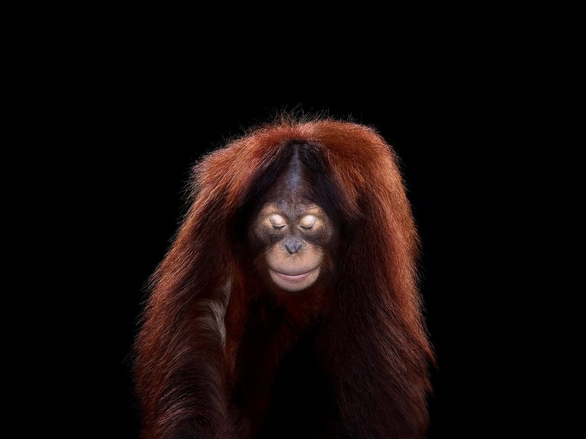 Обои фон, взгляд, обезьяна, орангутан, background, look, monkey, orangutan разрешение 1920x1288 Загрузить
