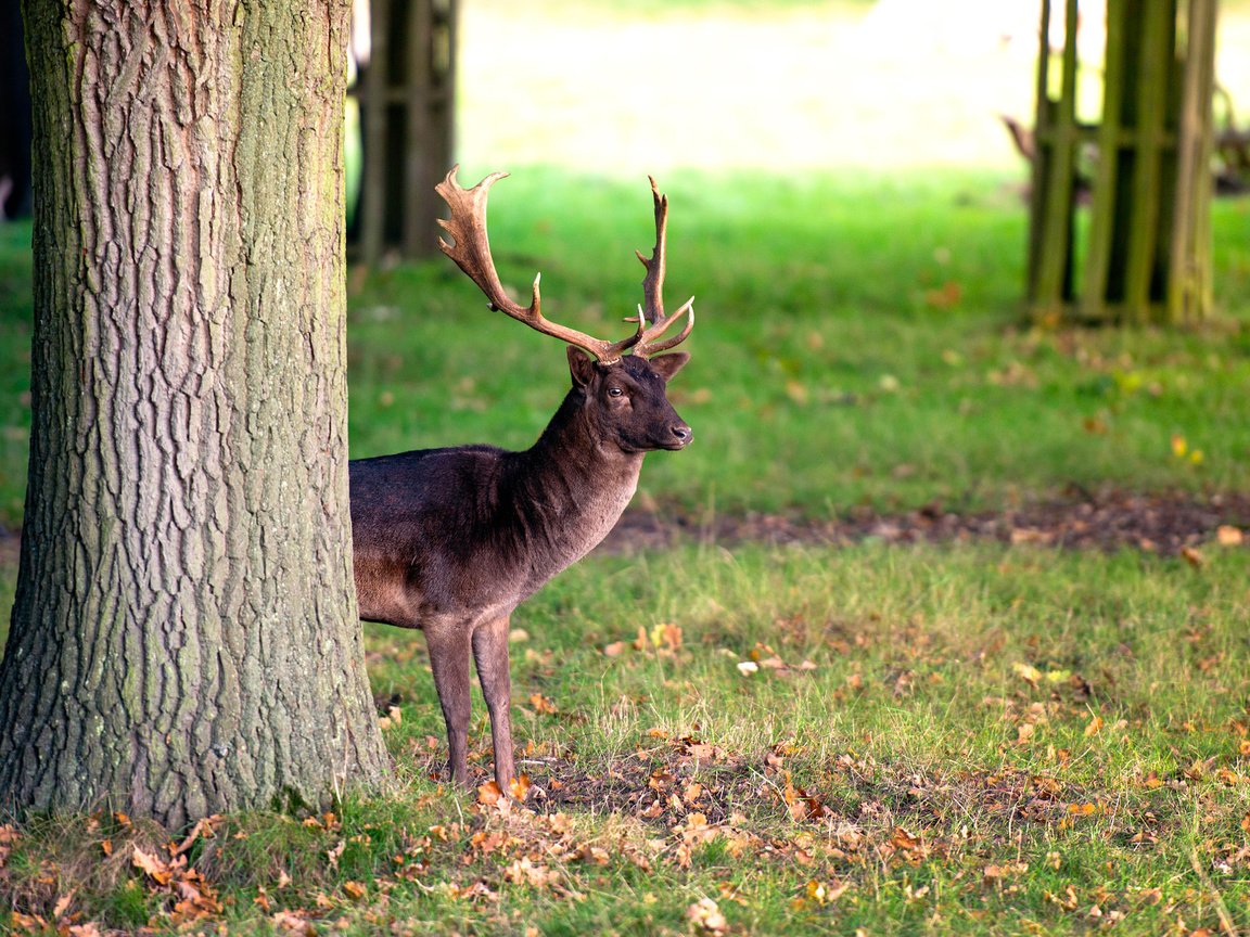 Обои трава, дерево, олень, ствол, рога, оленей, осенние листья, grass, tree, deer, trunk, horns, autumn leaves разрешение 2048x1221 Загрузить