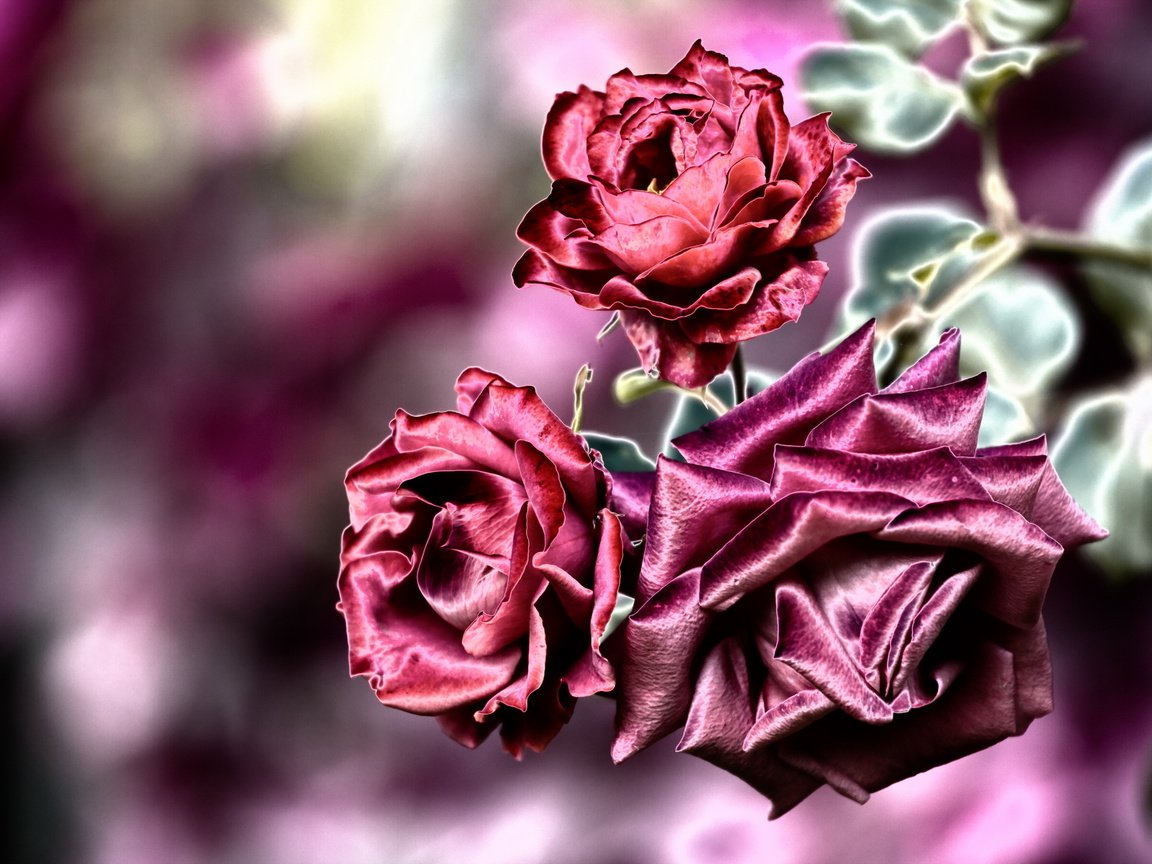 Обои цветы, фон, розы, flowers, background, roses разрешение 2560x1681 Загрузить