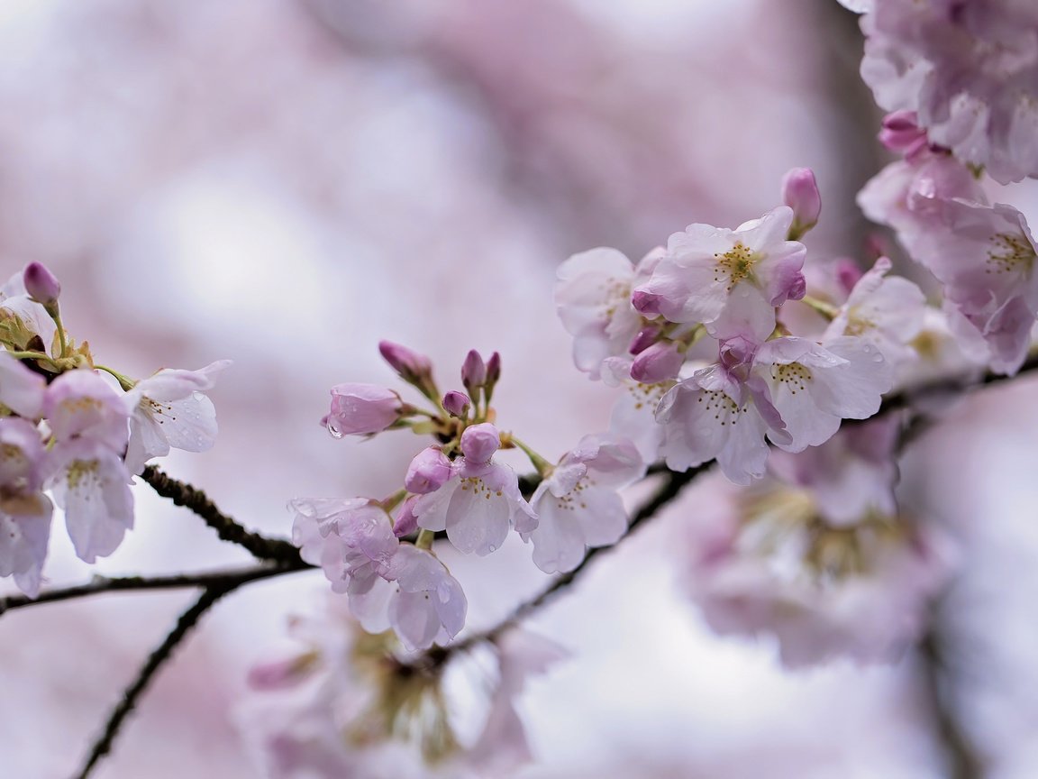 Обои ветка, природа, цветение, весна, сакура, боке, branch, nature, flowering, spring, sakura, bokeh разрешение 2048x1365 Загрузить