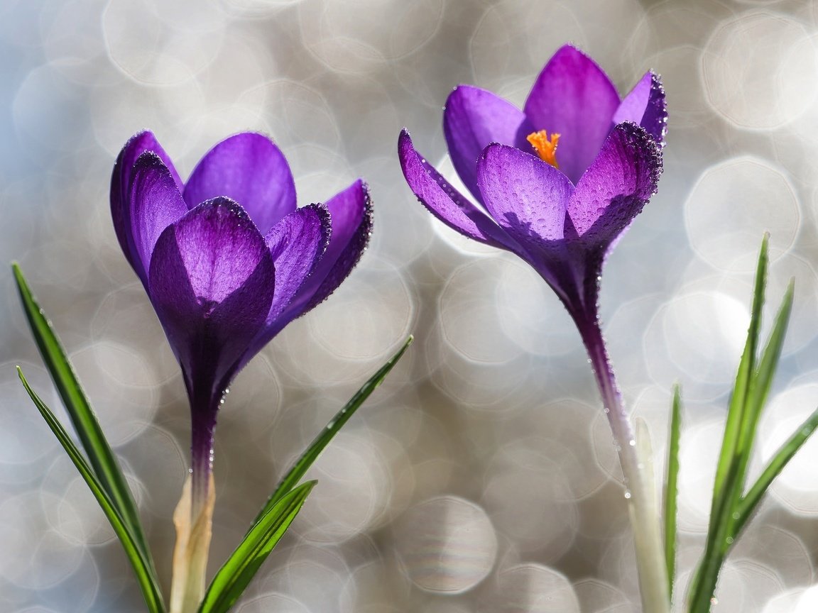 Обои капли, фиолетовый, весна, крокусы, drops, purple, spring, crocuses разрешение 2048x1250 Загрузить