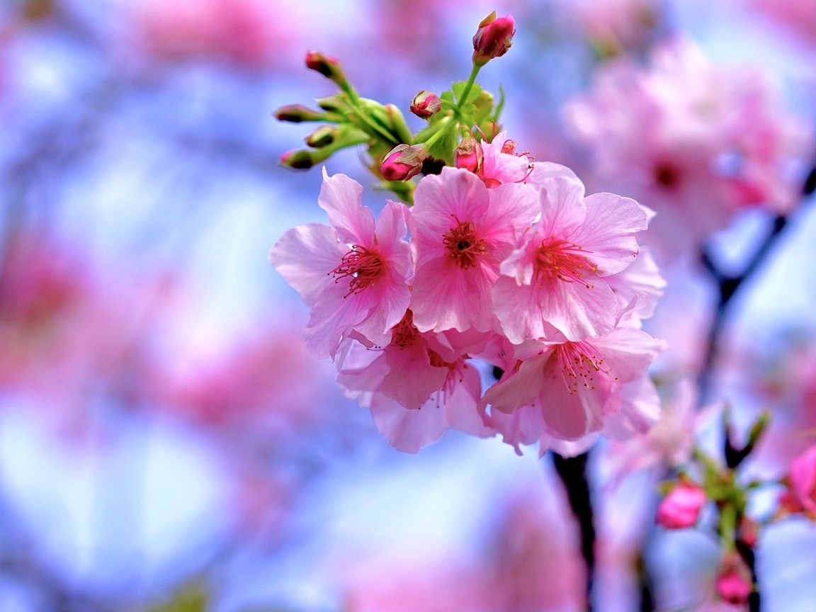 Обои ветка, весна, сакура, branch, spring, sakura разрешение 2048x1365 Загрузить