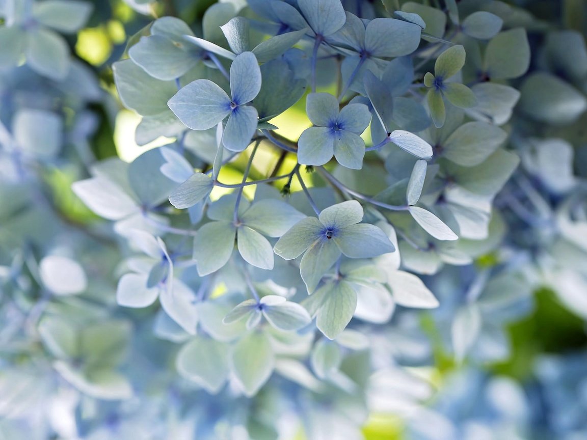 Обои цветы, макро, лепестки, голубой, нежность, гортензия, flowers, macro, petals, blue, tenderness, hydrangea разрешение 2048x1365 Загрузить