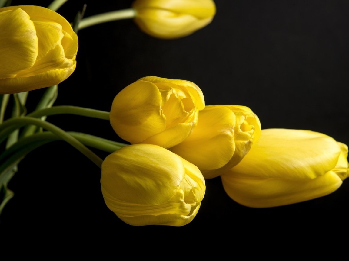 Обои цветы, черный фон, тюльпаны, жёлтая, желтые, цветком, ницца, flowers, black background, tulips, yellow, flower, nice разрешение 2560x1600 Загрузить