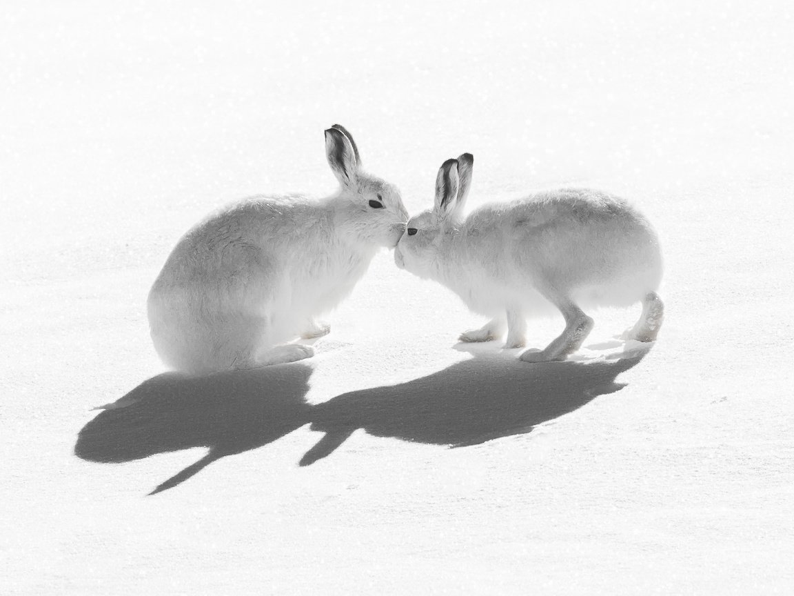 Обои снег, природа, зайцы, воздушны поцелуй, горный заяц, snow, nature, rabbits, kiss, mountain hare разрешение 2047x1321 Загрузить
