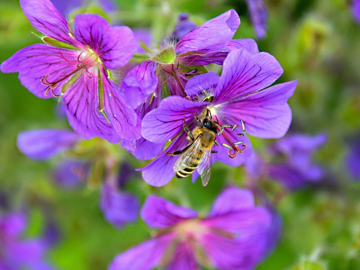 Обои цветы, природа, насекомое, пчела, robin hamann, flowers, nature, insect, bee разрешение 4928x3264 Загрузить