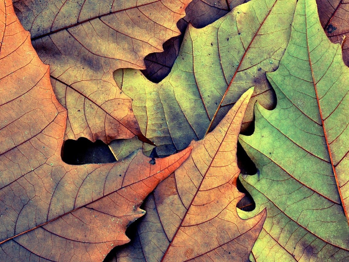 Обои природа, листья, осень, опадают, на природе,  листья, nature, leaves, autumn, fall разрешение 1920x1200 Загрузить
