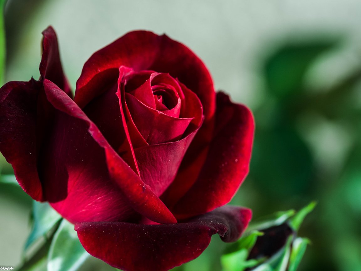 Обои цветок, роза, размытость, бордовая, flower, rose, blur, burgundy разрешение 2048x1362 Загрузить
