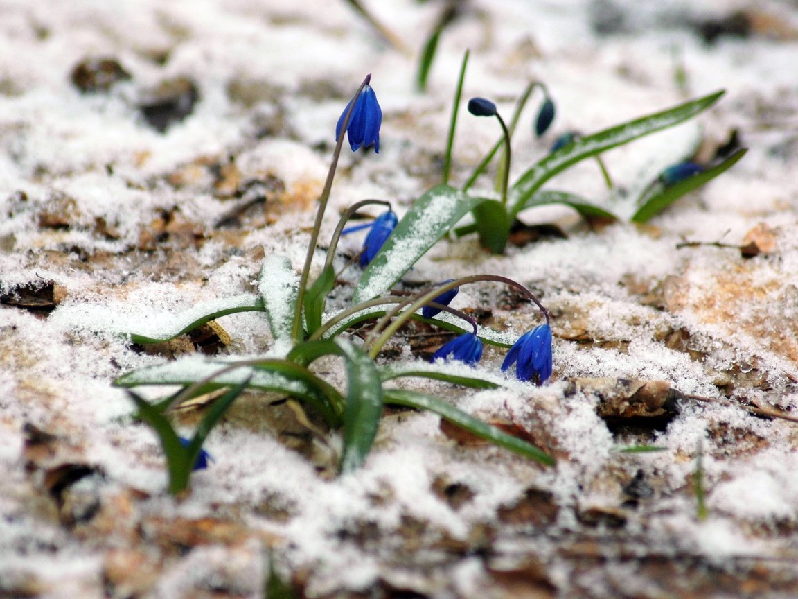 Обои цветы, снег, растения, лес, весна, март, пролески, flowers, snow, plants, forest, spring, march, scilla разрешение 3008x2000 Загрузить