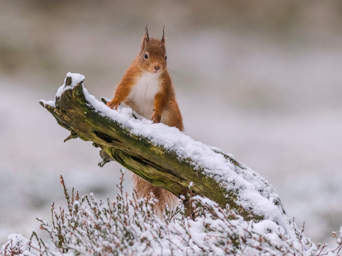 Обои снег, зима, рыжая, белка, зверек, коряга, белочка, грызун, snow, winter, red, protein, animal, snag, squirrel, rodent разрешение 3600x2571 Загрузить