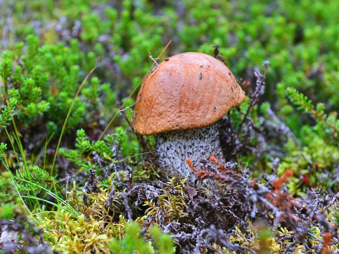 Обои гриб, мох, подосиновик, mushroom, moss, boletus разрешение 2048x1367 Загрузить