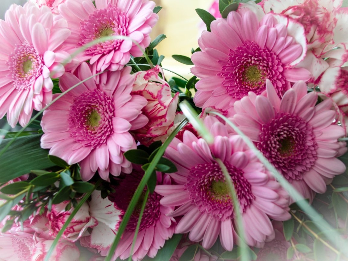 Обои букет, розовый, герберы, bouquet, pink, gerbera разрешение 2050x1295 Загрузить