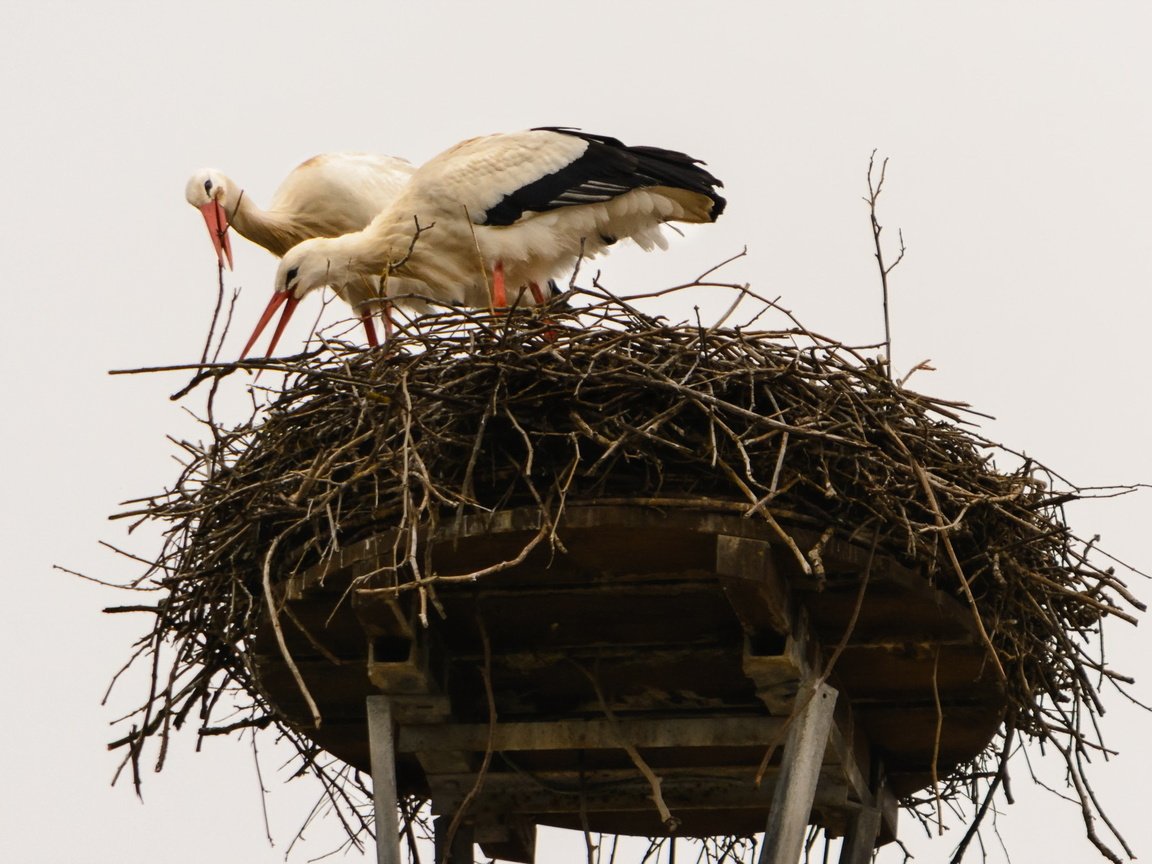 Обои природа, птицы, клюв, перья, гнездо, аисты, белый аист, nature, birds, beak, feathers, socket, storks разрешение 2000x1333 Загрузить