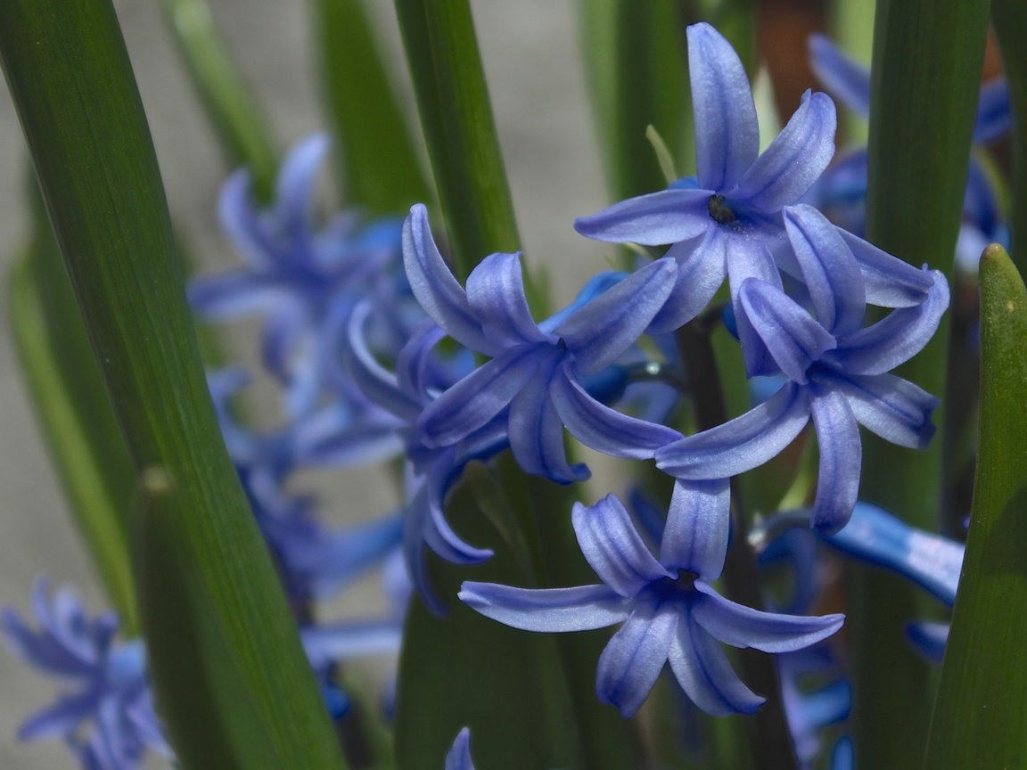 Обои макро, синий, гиацинт, macro, blue, hyacinth разрешение 2400x1623 Загрузить