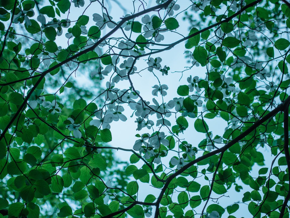 Обои дерево, цветение, ветки, весна, кизил, tree, flowering, branches, spring, dogwood разрешение 2048x1365 Загрузить