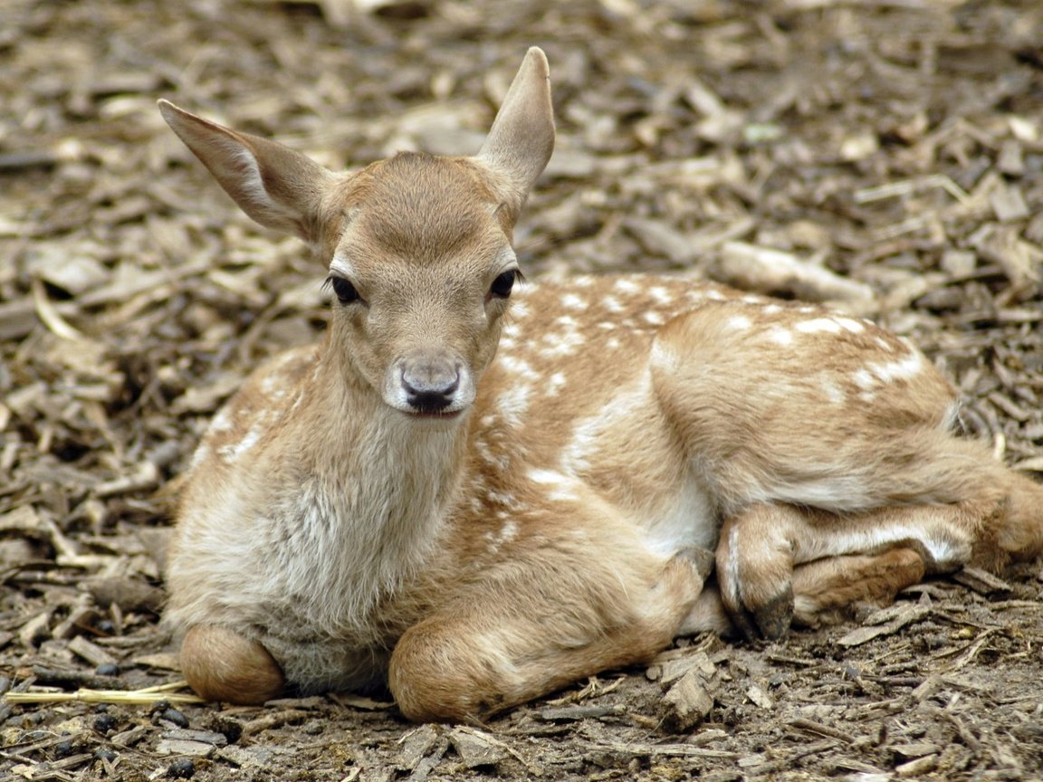 Обои природа, олень, фон, олененок, пятнистый олень, nature, deer, background, fawn разрешение 2589x1728 Загрузить