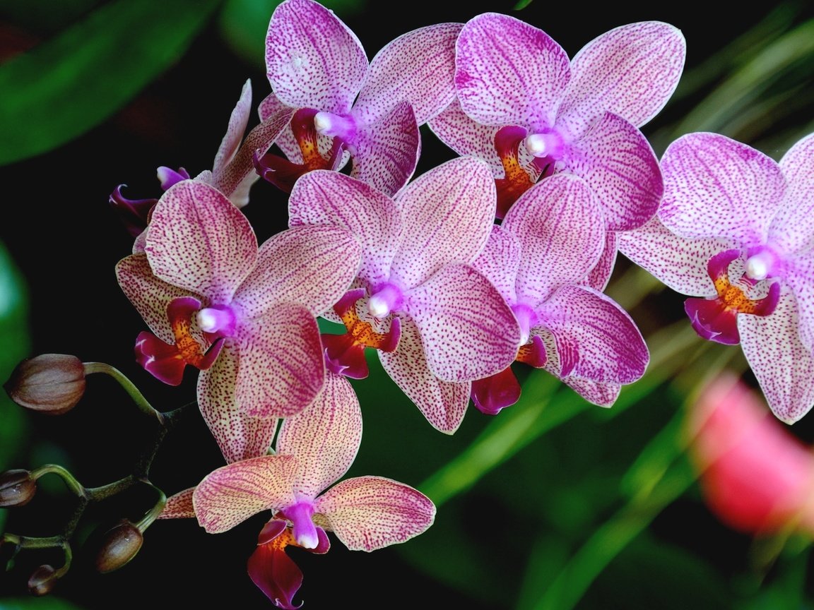 Обои лепестки, розовый, орхидея, petals, pink, orchid разрешение 2048x1360 Загрузить