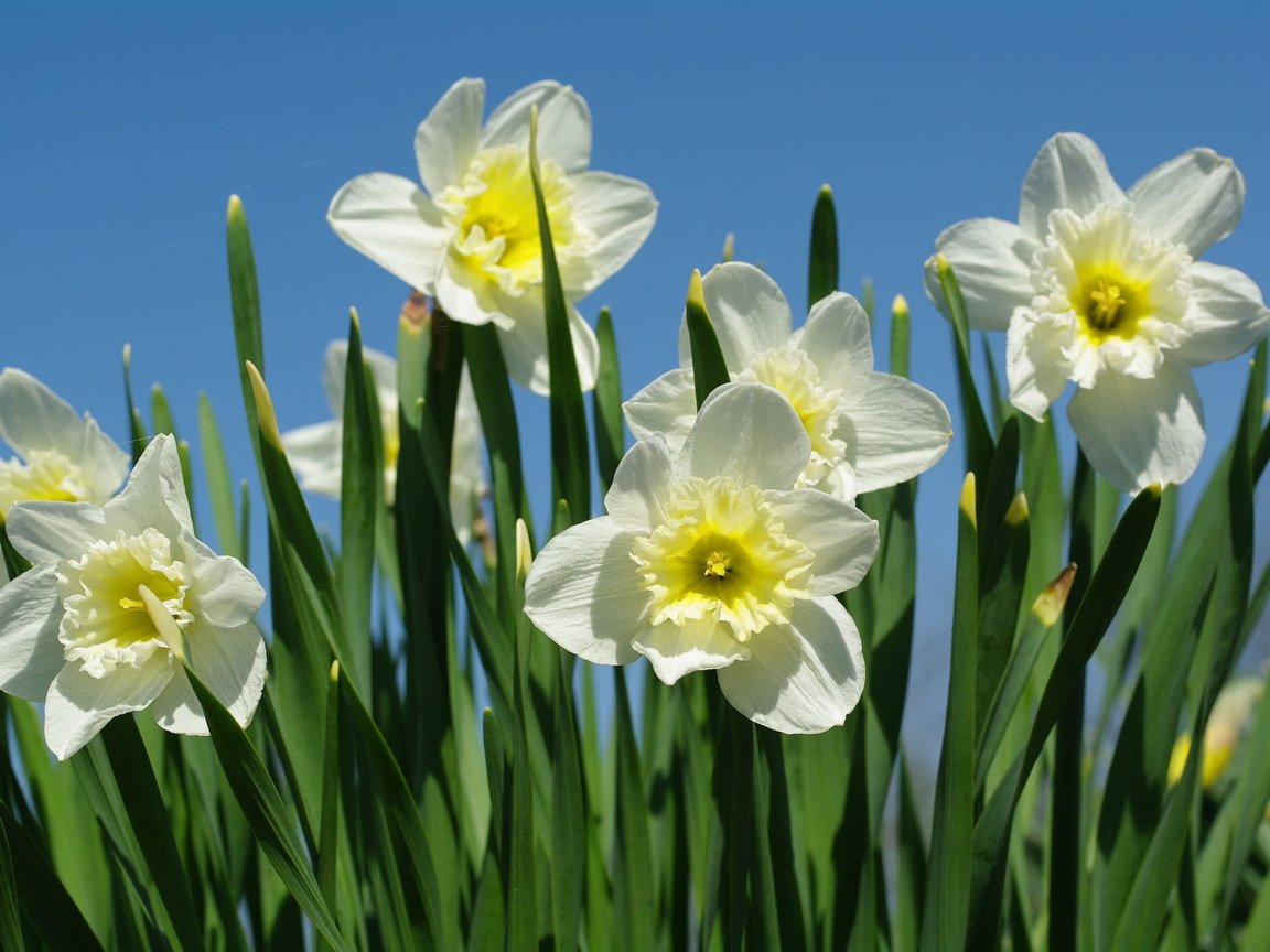 Обои макро, весна, нарциссы, macro, spring, daffodils разрешение 2232x1506 Загрузить