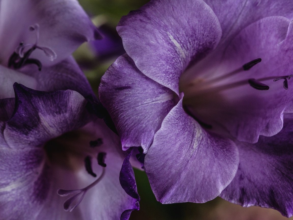 Обои цветы, макро, лепестки, лиловый, гладиолус, крупным планом, flowers, macro, petals, purple, gladiolus, closeup разрешение 2048x1356 Загрузить