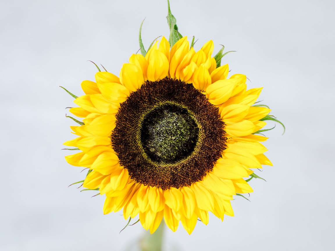 Обои желтый, цветок, лепестки, подсолнух, yellow, flower, petals, sunflower разрешение 2048x1356 Загрузить