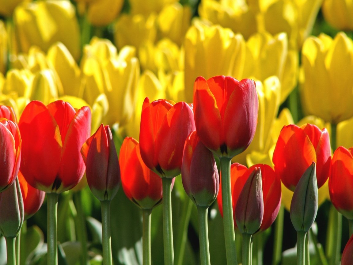 Обои бутоны, красные, тюльпаны, желтые, buds, red, tulips, yellow разрешение 2048x1365 Загрузить