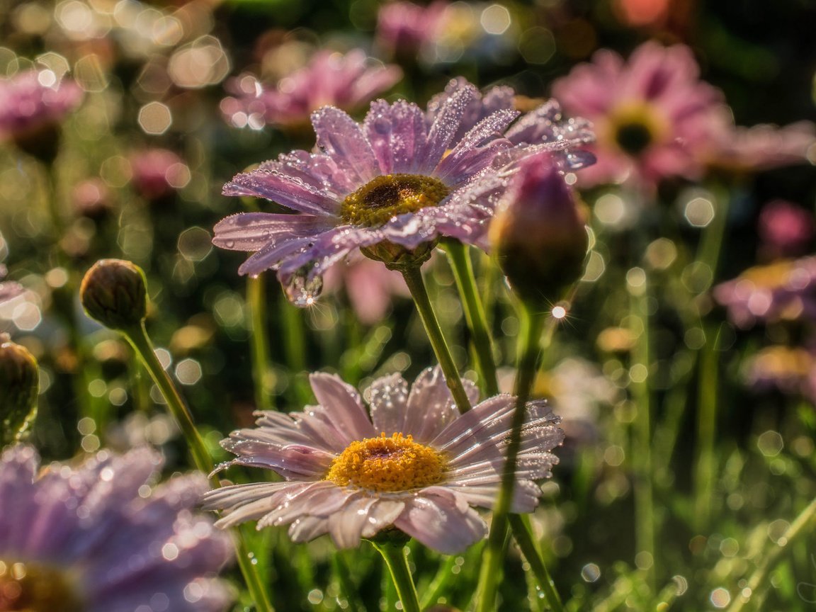 Обои бутоны, макро, роса, ромашки, buds, macro, rosa, chamomile разрешение 2048x1365 Загрузить